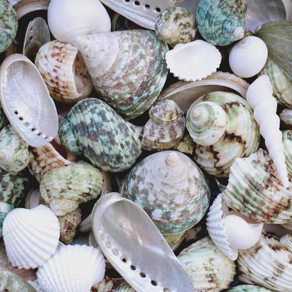 Jade Green White and Pearl Seashell Mix - 1 Kg
